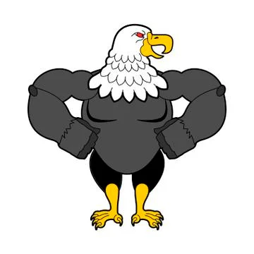 Bald eagle strong. Predator bird. Vector illustration Stock Illustration