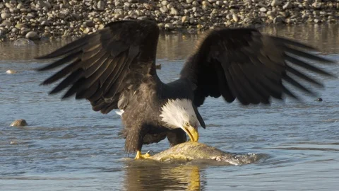 Bald Eagle Struggles and Flaps Eating Fish in River Shallows Stock Footage 107891716