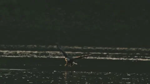 Bald Eagle Sunrise Catches Big Fish and make a huge splash Video stock 232529161
