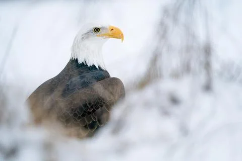 Bald Eagle surrounded by snow and cold. Winter animal theme with American symbol Фото