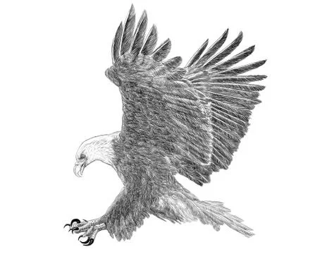 Bald eagle swoop attack hand draw sketch black line on white background. Stock Illustration