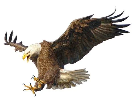 Bald eagle swoop attack head draw and paint illustration. Stock Illustration