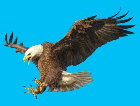 Bald eagle swoop attack head draw and paint on blue background. Stock Illustration