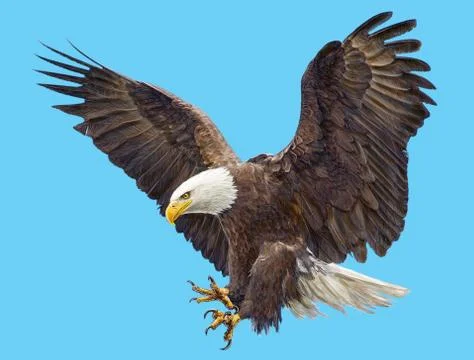 Bald eagle swoop attack head draw and paint on blue background. Stock Illustration