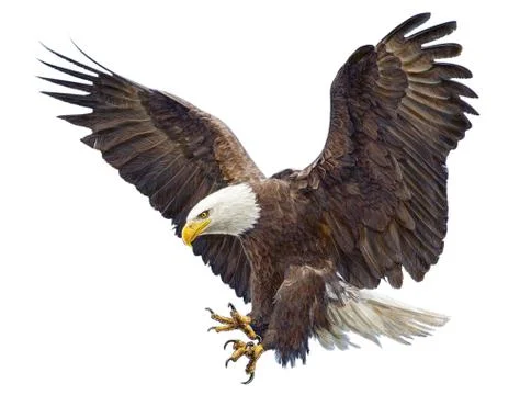 Bald eagle swoop attack head draw and paint on white background. Stock Illustration