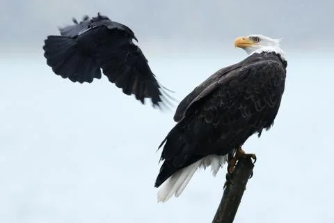 Bald eagle swooped by raven Stock Photos