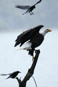 Bald eagle swooped by raven Stock Photos