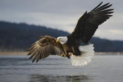 Bald Eagle Swooping Down to Snatch Fish from Water Stock Photos