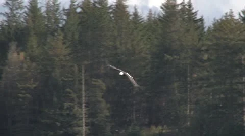 Bald Eagle Swooping Low - slow motion Video stock 8836832