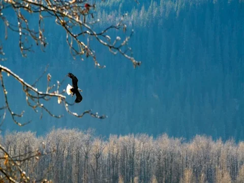 Bald Eagle Swoops and Flares Passing Branches over Riverbank 2K Stock Footage 70133600