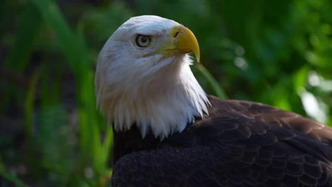 BALD EAGLE TAKE OFF Stock Footage 228753033