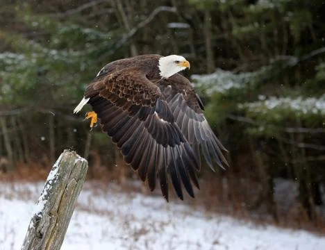 Bald Eagle Take-off Stock Photos