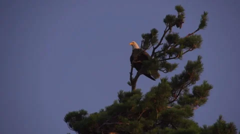 Bald Eagle Take Off Slow Motion Stock Footage 68680025