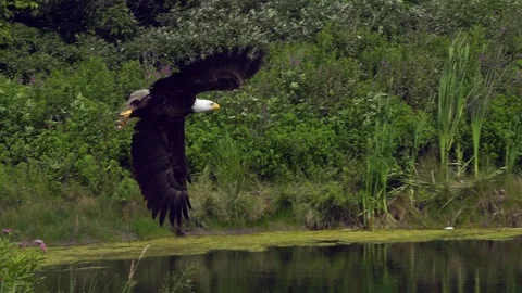 Bald eagle takeoff and flight over pond 240FPS Stock Footage 93148951