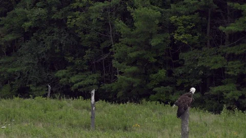 Bald eagle takeoff and flight 240FPS Stock Footage 93182093