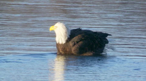 Bald Eagle takes a bath Stock Footage 38938710