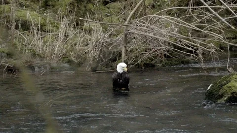 Bald eagle takes a bath - Slow Motion Stock Footage 121060345
