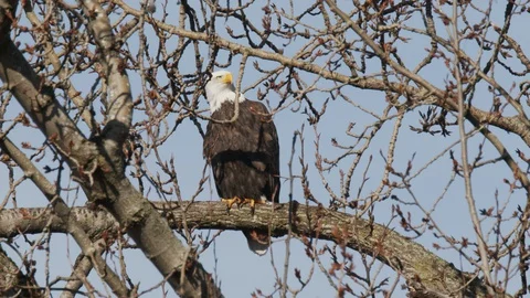 Bald eagle takes flight from a branch Stock Footage 129329014