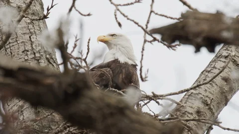 Bald eagle takes flight from the nest Stock Footage 129328329