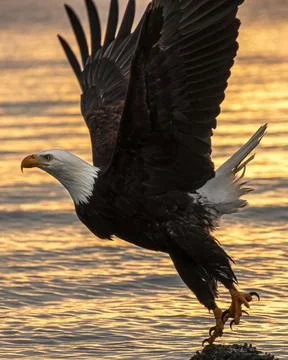 Bald eagle takes flight over shimmering water at sunset, showcasing strong .. Stock Photos