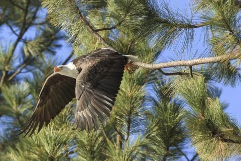 Bald eagle takes flight. Stock Photos