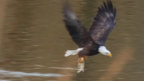 Bald eagle takes off with food Stock Footage 284824692