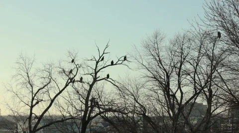 Bald eagle takes off to hunt Stock Footage 48579357