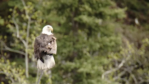 Bald Eagle takes off in slow motion 4k Stock Footage 161433664