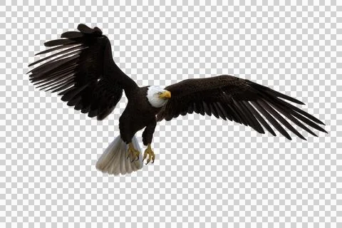 Bald Eagle taking off. 3d illustration isolated on transparent background. Stock Illustration