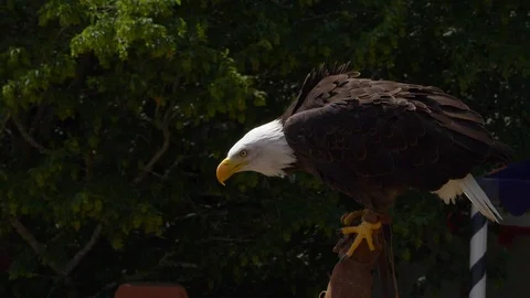 Bald Eagle taking off from birds handler arm, green leaves in BG. Slow motion Stock Footage 113073045