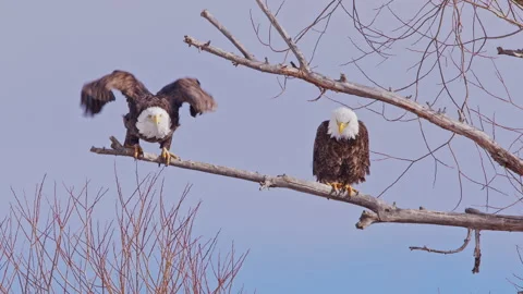 Bald Eagle taking flight from branch other is perched on Stock Footage 146879516