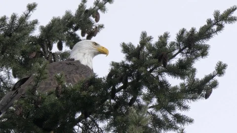 Bald Eagle taking flight high off tree top Vídeos de archivo 102795200