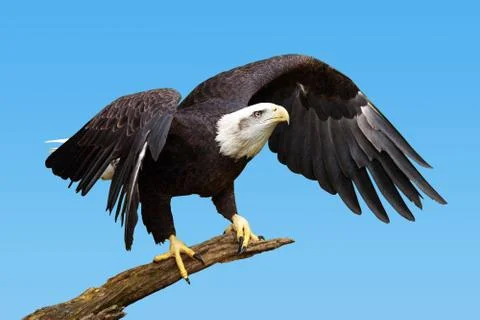 Bald eagle taking flight Stock Photos