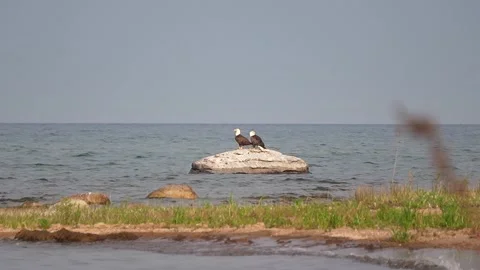 Bald Eagle Taking Flight from Rock Lake Huron Michigan Stock Footage 344906745