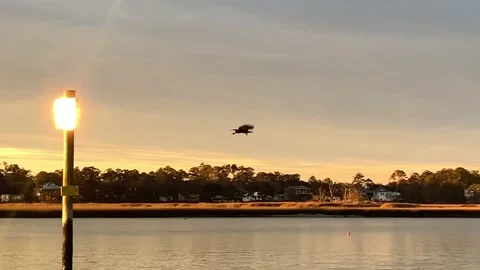 Bald Eagle Taking Flight on South Carolina’s Intercoastal Waterway Stock Footage 231539065