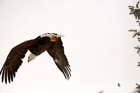 Bald Eagle taking flight from tree 스톡 사진