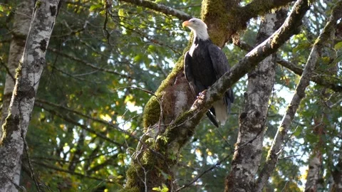 Bald Eagle Taking Off Stock Footage 167663186