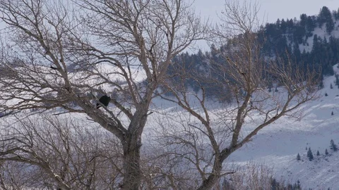 Bald eagle taking off from a perch in a tree in a snowy landscape Video stock 113231102