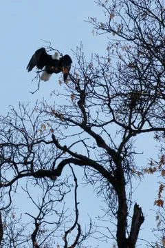 Bald eagle taking off Stock Photos