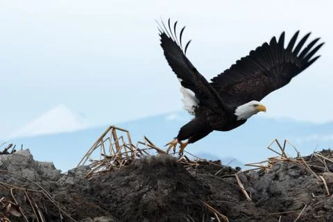 Bald eagle taking off Stock Photos