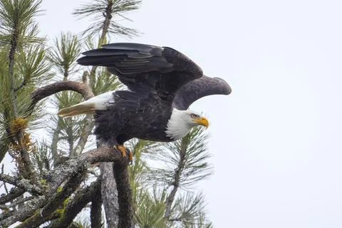 Bald eagle taking off. Stock Photos