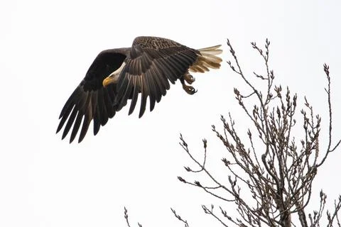 Bald eagle taking off on reelfoot lake state park in Tennessee Stock Photos