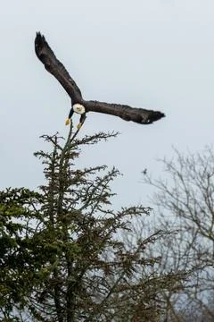 Bald Eagle taking off from a tree top Stock Photos