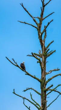 Bald Eagle Tall Dead Tree Vertical Portrait Minnesota Stock Photos
