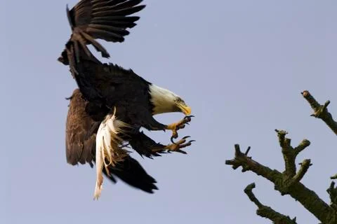 Bald eagle with talons Stock Photos