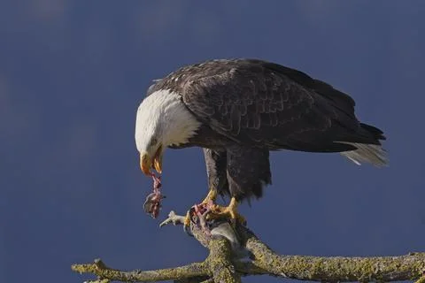 Bald eagle tearing into a fish. Stock Photos
