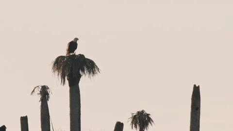 Bald eagle on top of a palm tree at sunrise in Florida Stock Footage 187610612
