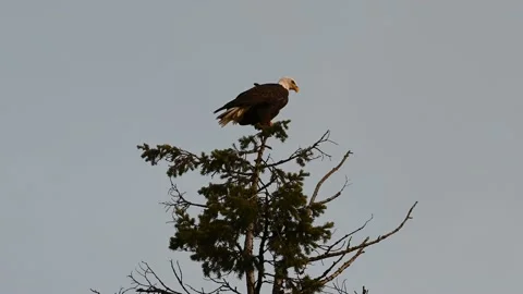Bald Eagle on top of a tree Stock Footage 147960412