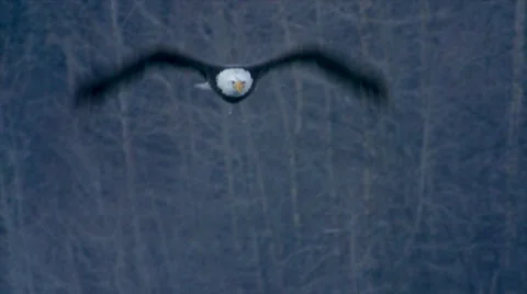 Bald Eagle towards camera Stock Footage 38952739