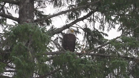 Bald eagle on a tree in Alaska Vídeo Stock 248168100